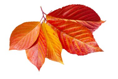 Rengarenk kırmızı ve sarı sonbahar sakura yaprağı brunch 'ı...