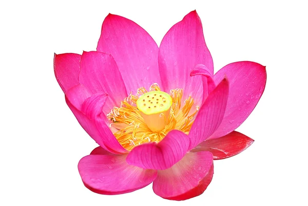 Pink blooming lotus — Stock Photo, Image