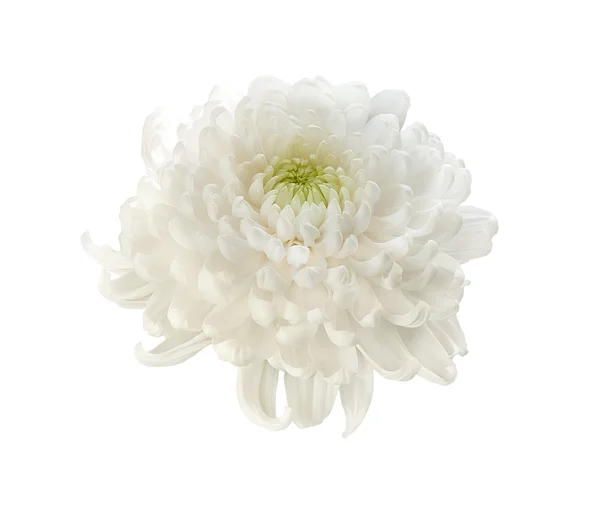 Krásné bílé chrysanthemum — Stock fotografie