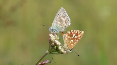 Kelebekler seviyorum