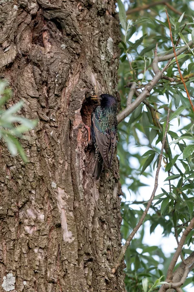 Starling는 나무에 — 스톡 사진