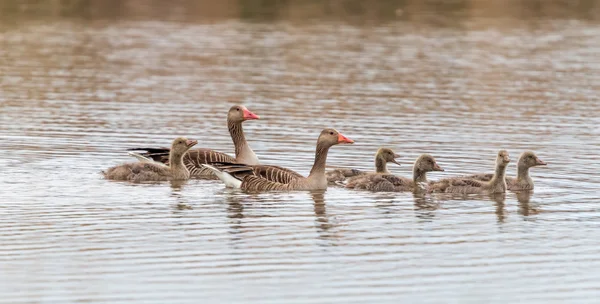 Graylag family on the water — Stock Photo, Image