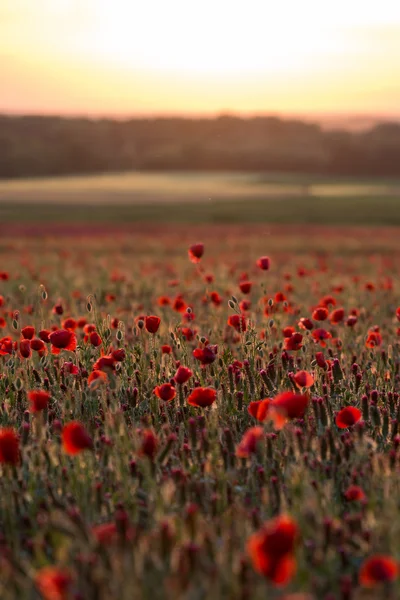 Landschap met papaver — Stockfoto