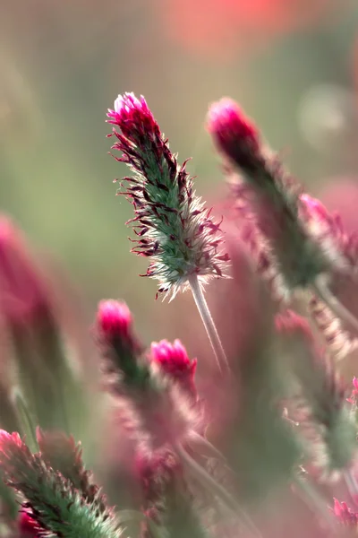 深紅色クローバーの花 — ストック写真