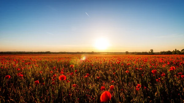 Sunset with poppies — Stock Photo, Image
