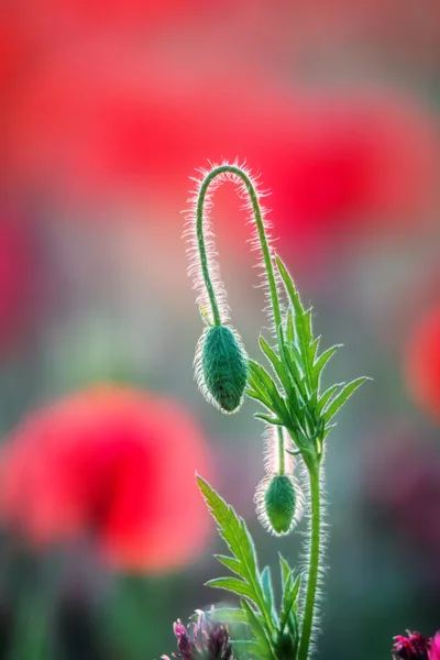 Nahaufnahme der Mohnknospe — Stockfoto