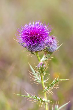 Mor thistle yeşil çayır