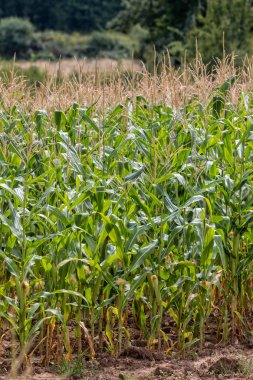 Yazın mısır tarlası