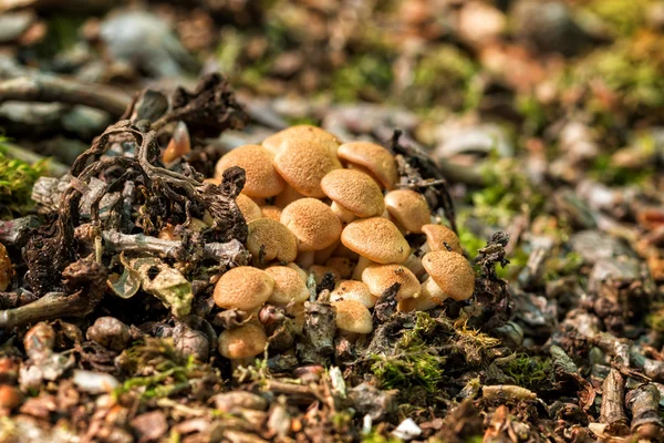 Ringless Honey Fungus (Armillaria tabescens) — Stock Photo, Image