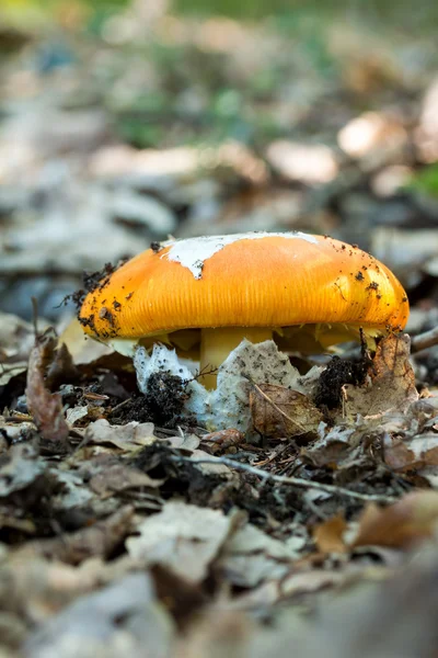 Young Caesar's Mushroom — Stock Photo, Image