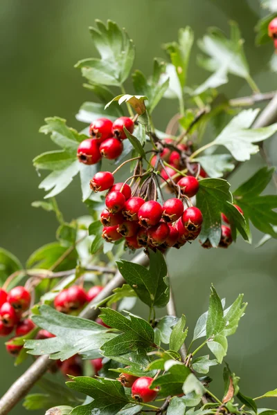 Volwassen mooie rode hawthorn bessen — Stockfoto