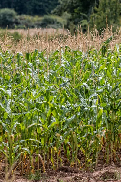 Pole kukurydzy w lecie — Zdjęcie stockowe