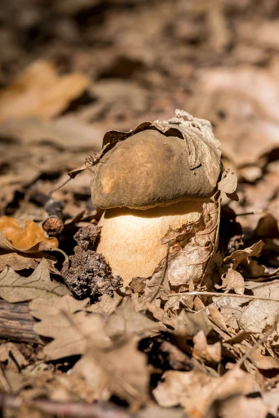 Porcini grzyb makro — Zdjęcie stockowe