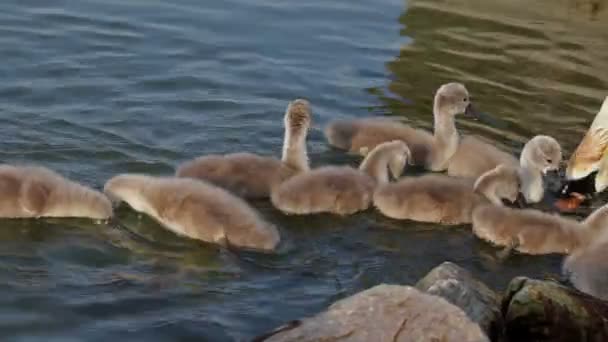可爱的天鹅家庭 — 图库视频影像