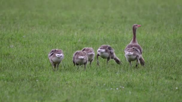 Anser fabalis, Bean Goose — Stock Video