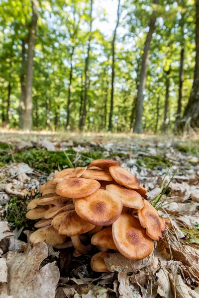 Ringless 꿀 곰 팡이 (Armillaria tabescens) — 스톡 사진