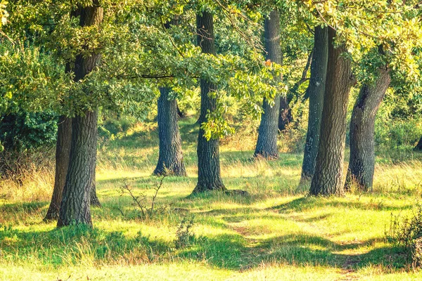 Groen bos met eikenbomen — Stockfoto