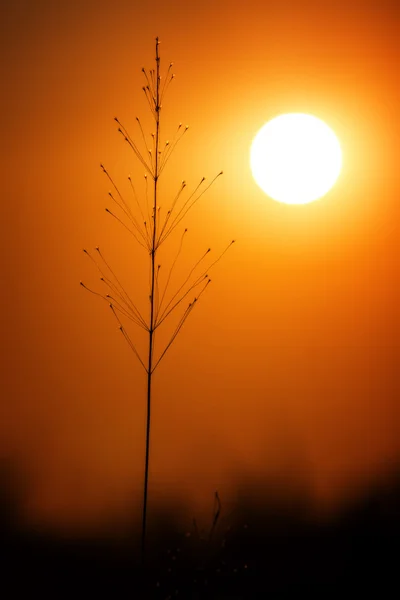 素晴らしい夕日の光の中で草の風景 — ストック写真