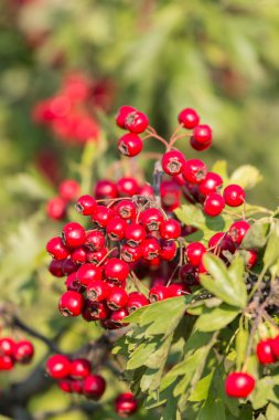 Olgun güzel kırmızı alıç çilek