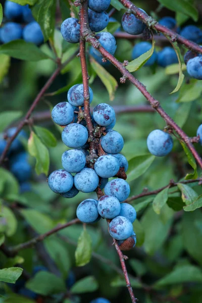 Yaban eriği bush birçok meyve ile