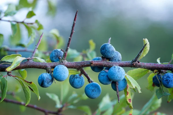 Arbusto Sloe con muchas frutas — Foto de Stock