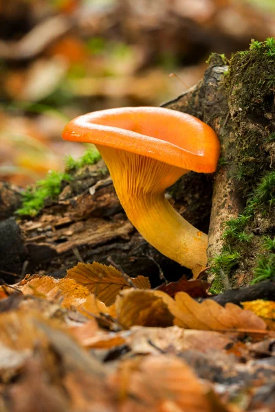 Jack o'Lantern Mushroom (Omphalotus olearius) — Stockfoto