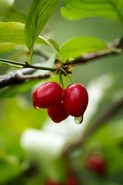 Cornelian cherry, European cornel or dogwood — Stock Photo, Image