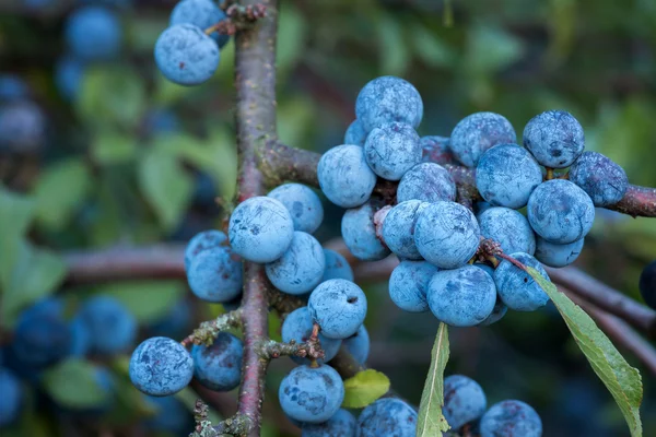 Buisson Sloe avec de nombreux fruits — Photo