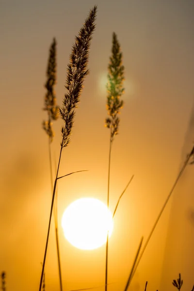素晴らしい夕日の光の中で草の風景 — ストック写真