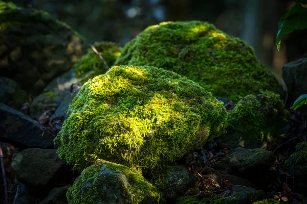 Felsen mit Moos bedeckt — Stockfoto