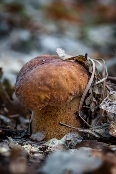 森林中的香菇（Boletus Naquis） — 图库照片