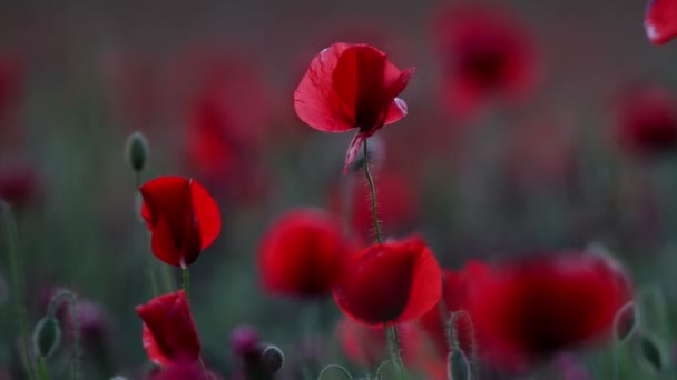 Flores de amapola roja — Vídeo de stock