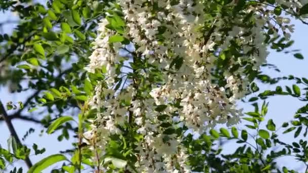 Robinia pseudoacacia. Flores de acacia — Vídeos de Stock