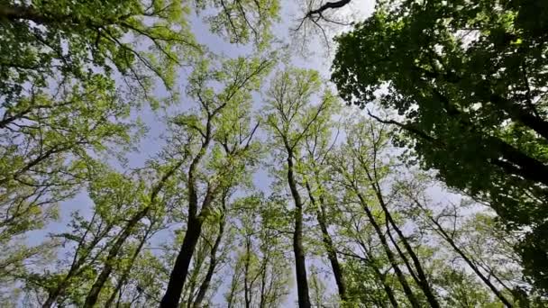 Hornbeam and oak trees — Stock Video