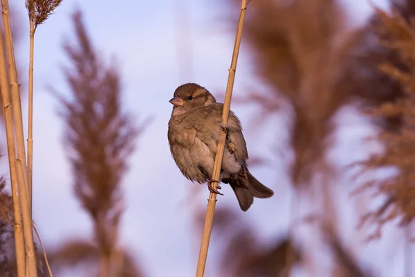 Young female sparrow — Stock Photo, Image