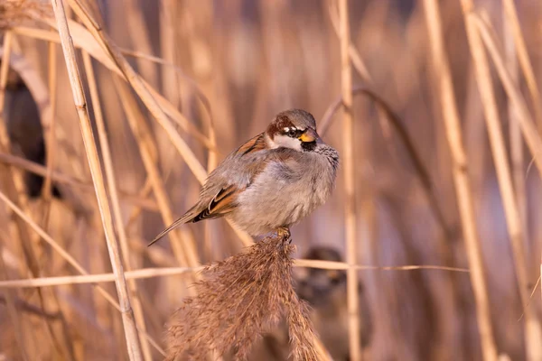 Young male sparrow — Stock Photo, Image