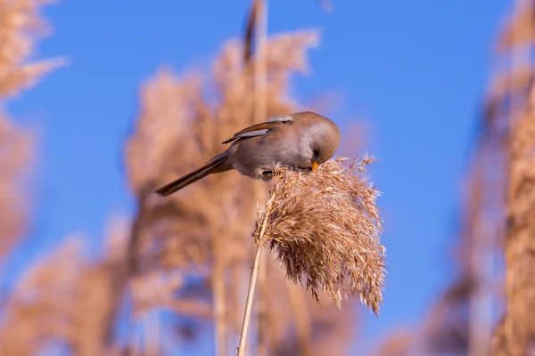 Bearded tit on the reed — Stock Photo, Image