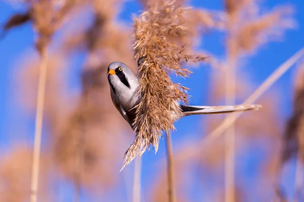 Bearded tit on the reed — Stock Photo, Image