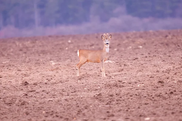 Junge männliche Rehe — Stockfoto