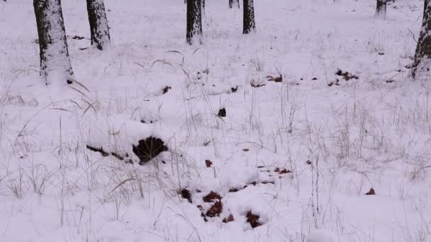 Paesaggio invernale innevato — Video Stock