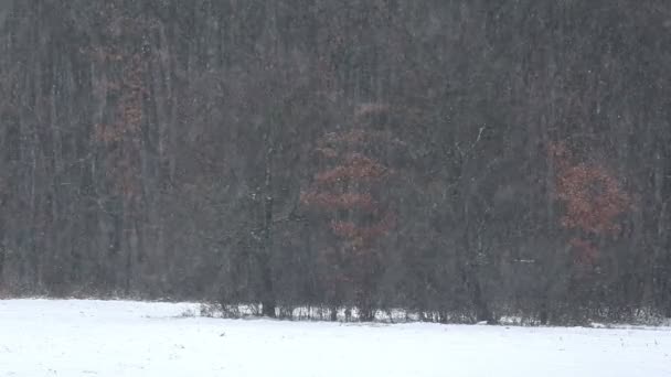 Winter landscape from Hungary — Stock Video