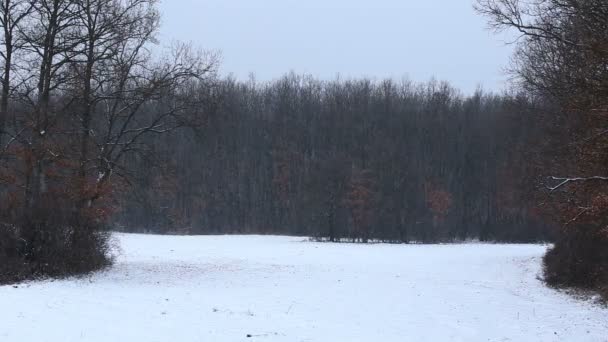 Winter landscape from Hungary — Stock Video