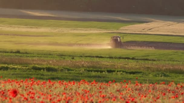 Campo de amapola con tractor — Vídeos de Stock