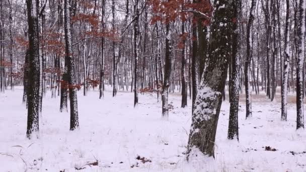 Winter landscape from Hungary — Stock Video