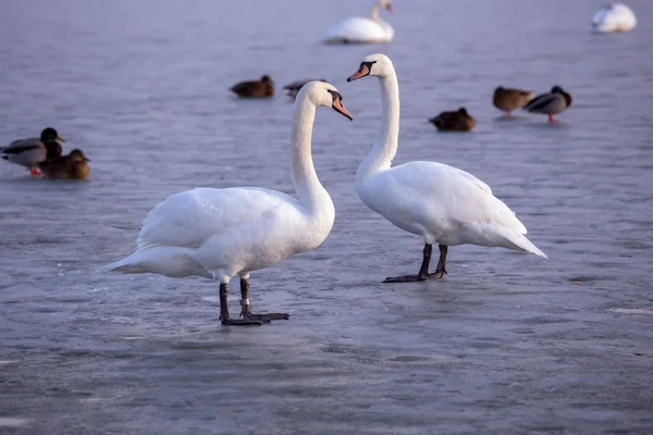 Cisnes solitarios sobre hielo en el lago en invierno —  Fotos de Stock