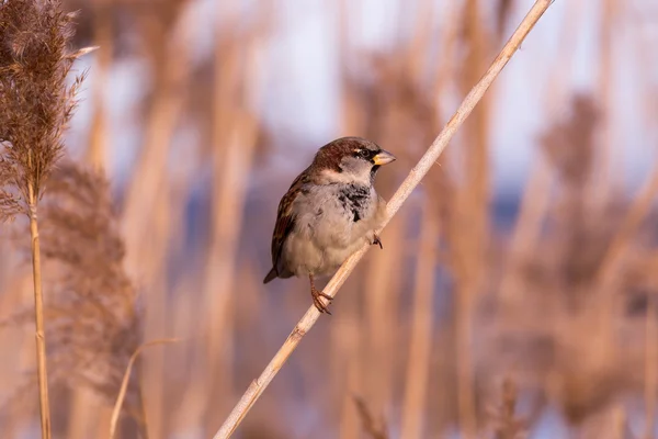 Pardal macho jovem (Passer domesticus ) — Fotografia de Stock