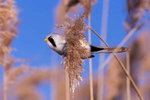 Bearded tit on the reed, male — Stock Photo, Image