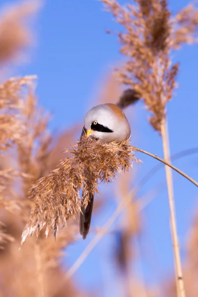 Bearded tit on the reed, male — Stock Photo, Image