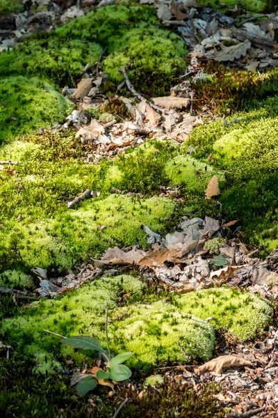 El musgo verde en primavera — Foto de Stock