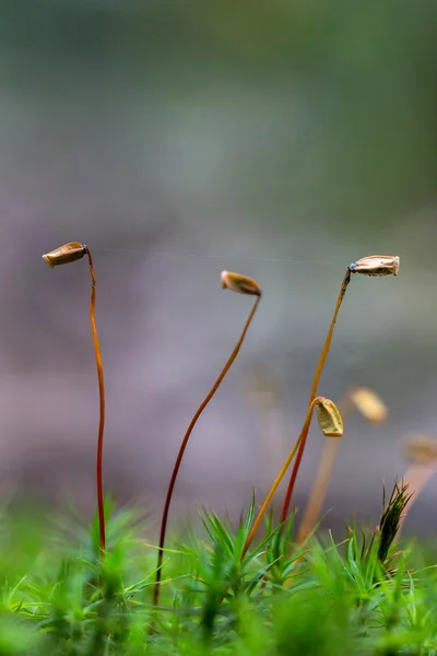 Bliska piękny Mech, Heath Pearlwort — Zdjęcie stockowe